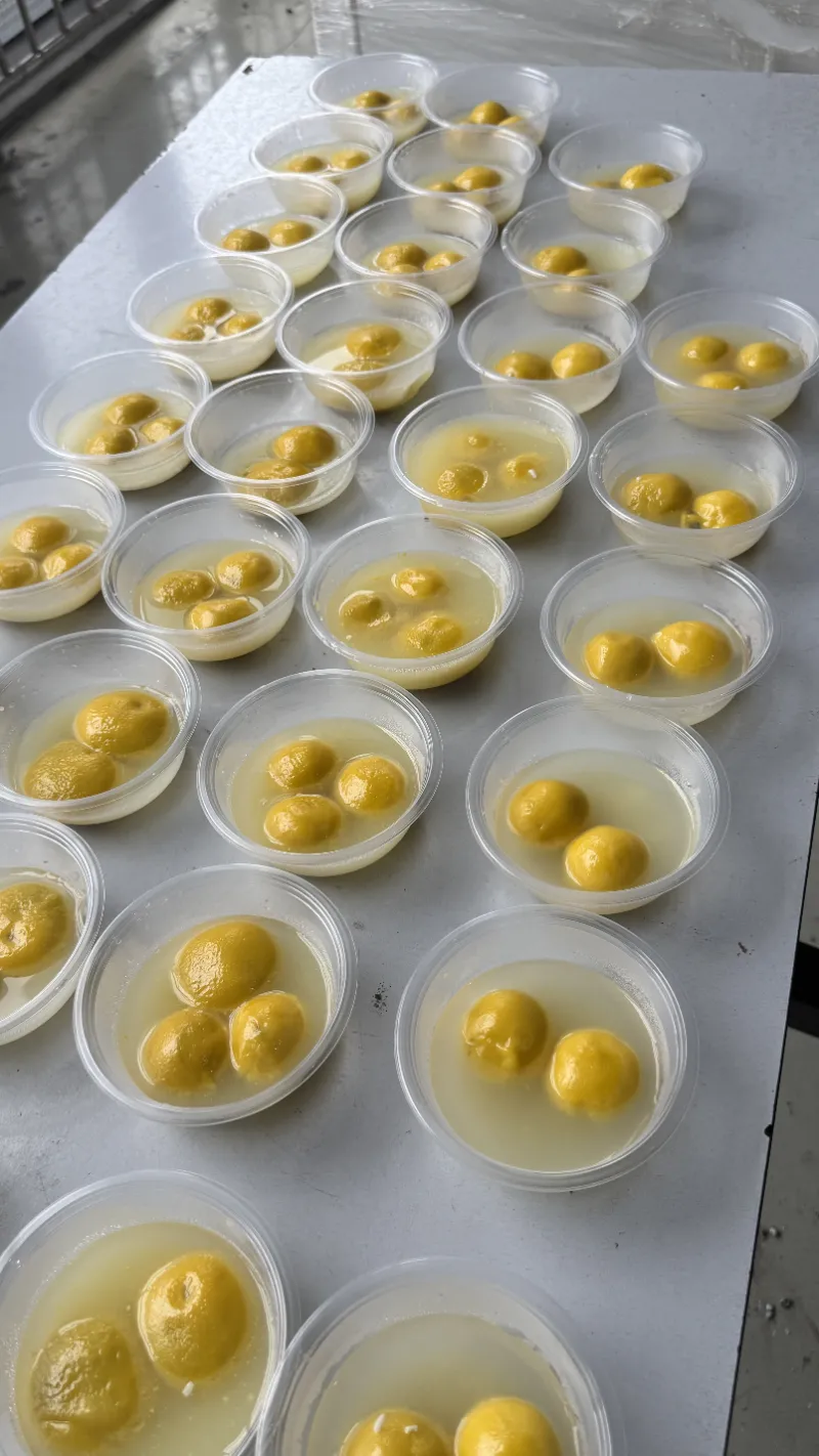 يجلب مهرجان الفانوس دفء لم شمل الأسرة لشعب SHUAIRUI